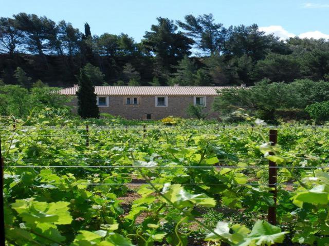 Domaine De "Creva-Tinas" Bed & Breakfast Mailhac Dış mekan fotoğraf