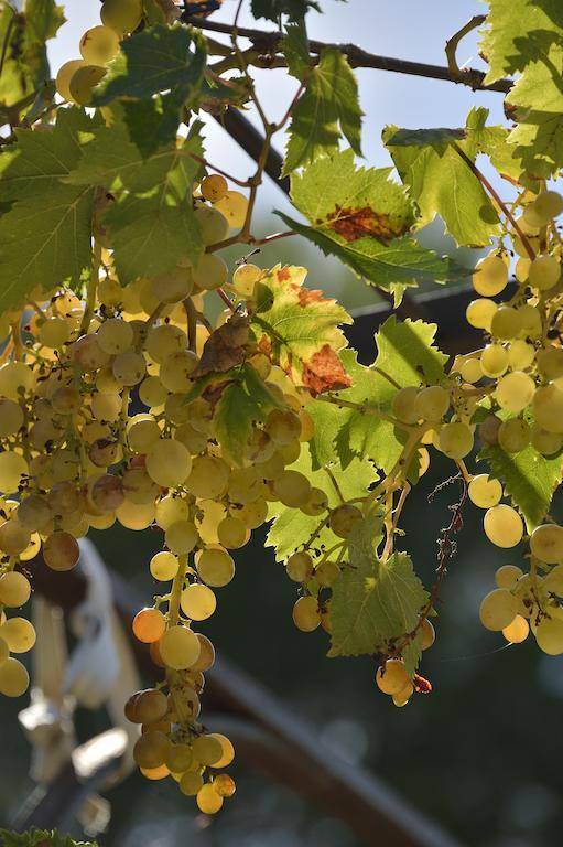 Domaine De "Creva-Tinas" Bed & Breakfast Mailhac Dış mekan fotoğraf